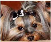 Ободки для собак Ободки для собак